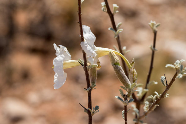 02.03. Unterwegs zum Red Dune Camp: Trompetenbusch (Catophractes alexandri)