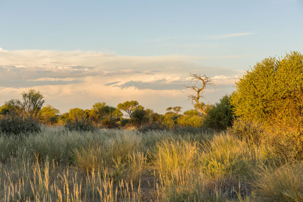 10.03. Evening Drive