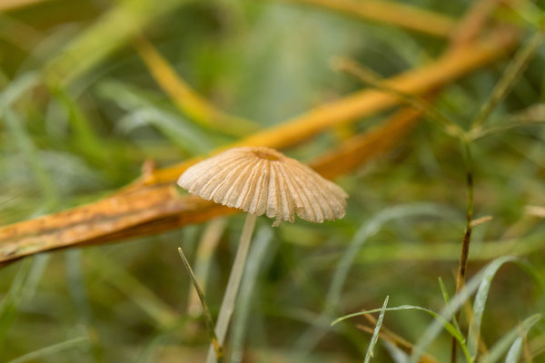 26.03. Porcupine/Fountain Trail