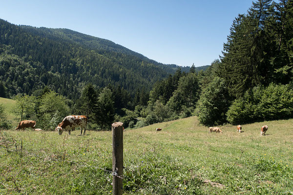 15.08. Am Heimweg, nördlich von Slovenj Gradec