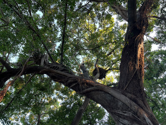 19.03. Campsite 12, Drotsky's Cabins