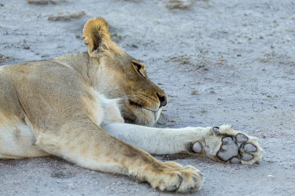 15.03. Morning Drive: Löwen (Panthera leo)
