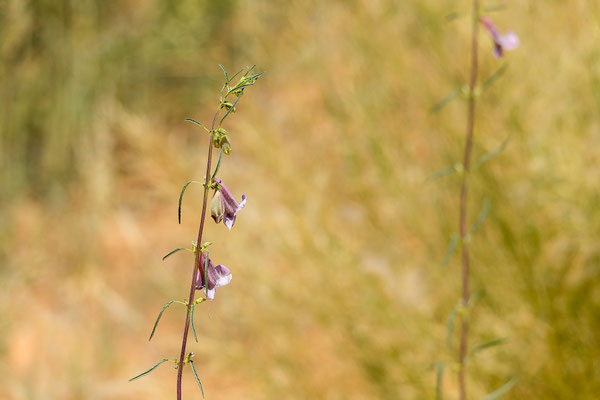 05.03. Auf dem Weg nach Twee Rivieren: Wild sesame (Sesamum triphyllum)
