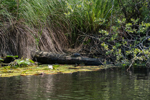 01.06. Kanutour im Fango-Delta; Europäische Sumpfschildkröte - Emys orbicularis