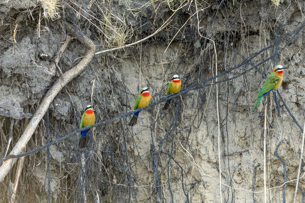 20.03. Evening Cruise:  White-fronted bee-eater (Merops bullockoides)