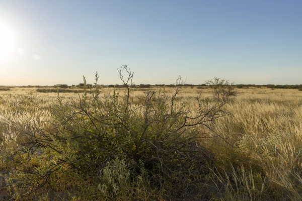 14.03. Gegen 17:00 starten wir zum Evening Drive.