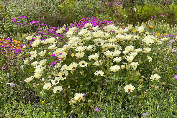 14.10. Kirstenbosch Botanical Garden