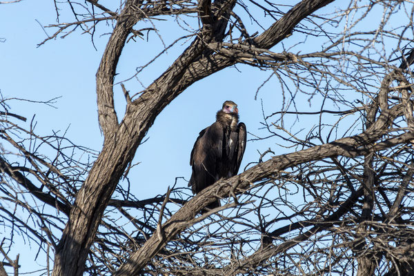 10.03. Lapped-faced vulture (Torgos tracheliotus)