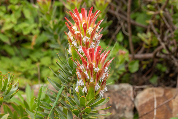 14.10. Kirstenbosch Botanical Garden: Mimetes sp. (Proteaceae)