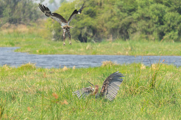 8.10. Moremi GR - Mboma Loop: African fish eagle (Icthyophaga/Haliaeetus vocifer) & Goliath heron (Ardea goliath)