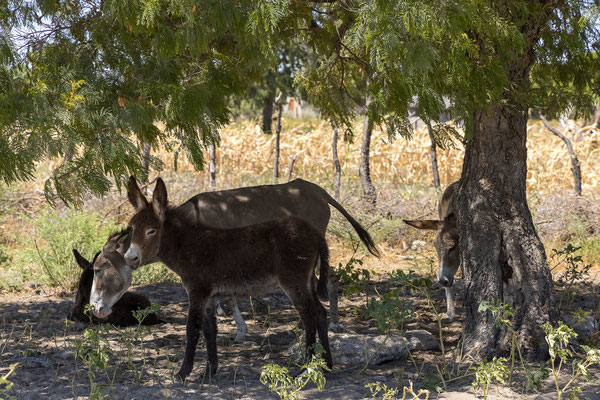 ... und sind mittags bei den Tsodilo Hills.