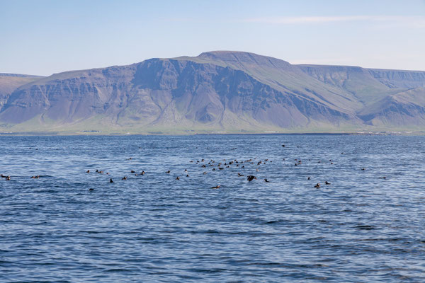 30.07.  Special Tours Whalewatching: Papageientaucher