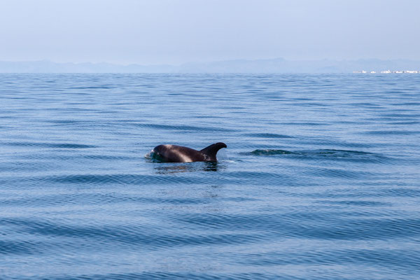 30.07.  Special Tours Whalewatching: Weisschnauzendelfin