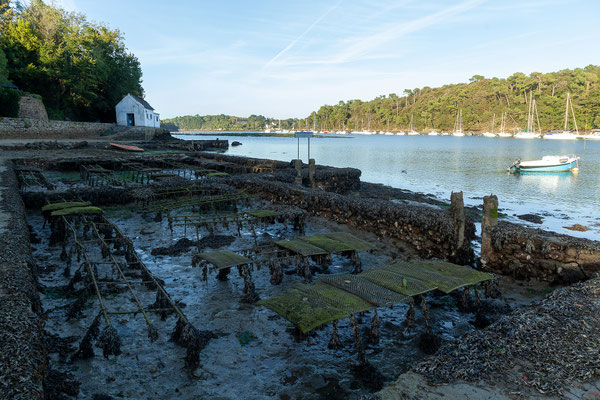 Austernzucht am Bélon