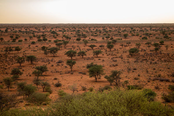 03.03. Red Dune Camp