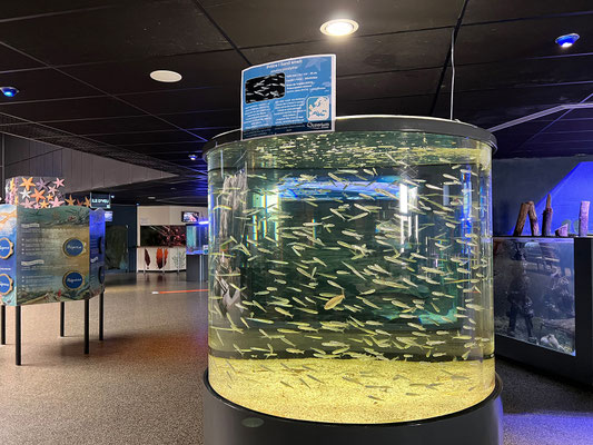 Das Océanarium Le Croisic ist sehr schön gestaltet, wir genießen den Besuch und die schönen Aquarien.