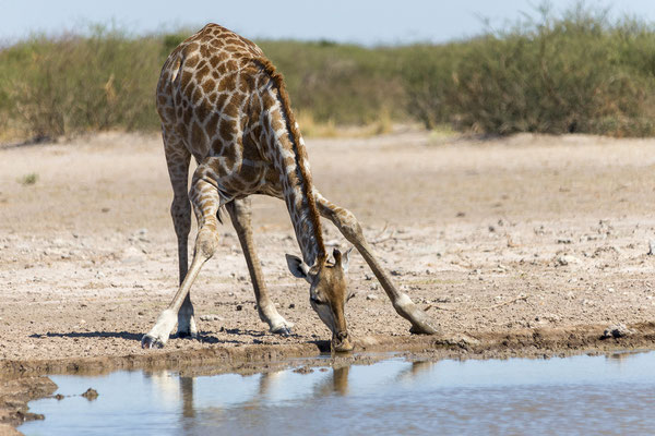 13.03. Piper Wasserloch: Giraffe (Giraffa camelopardalis)