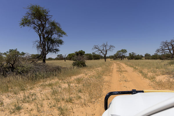 09.03. Nossob - Mabua