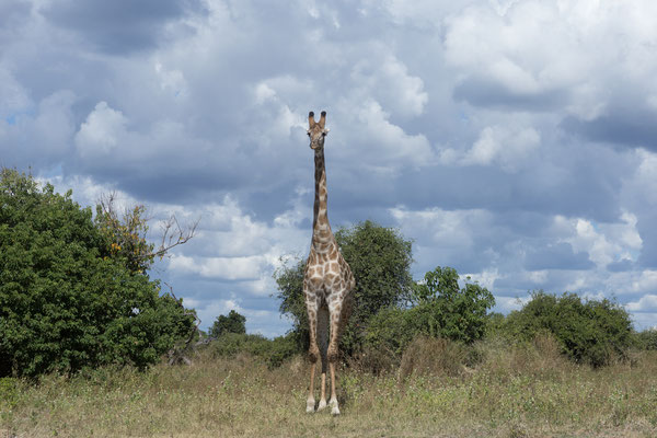 03.05. Chobe NP (Riverfront), Giraffe - Giraffa camelopardalis
