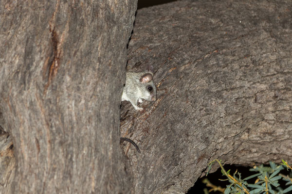 09.03. Bosobogolo 02 Campsite: Acacia rat (Thallomys paedulcus)