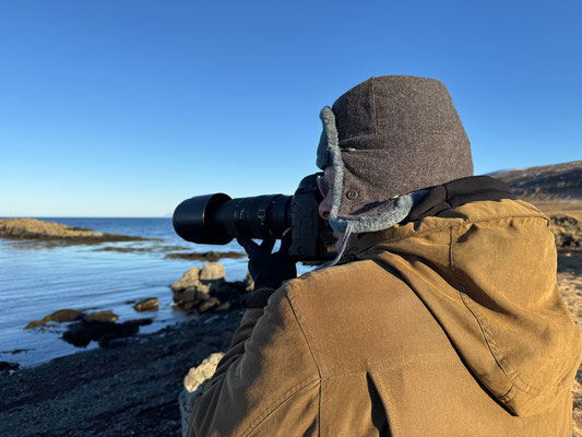 Illugastaðir Seehundkolonie