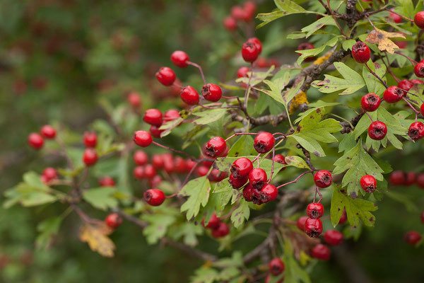 9.9. Komarnica Canyon, Weißdorn (Crataegus laciniata)