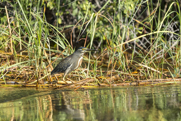 20.03. Morning Cruise: Green backed heron (Butroides striata)