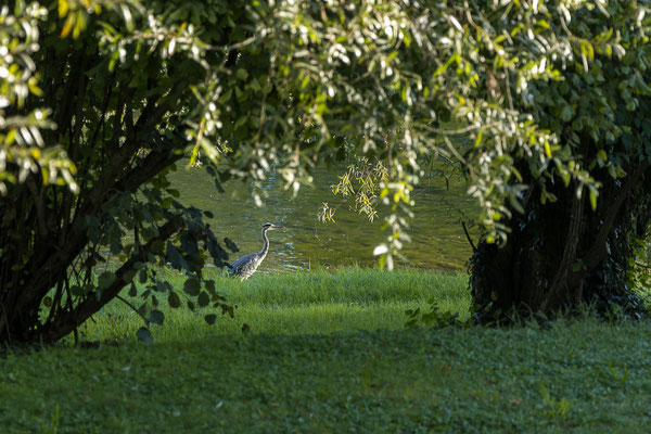 01.09. In der Früh beobachten wir Reiher am Fluss.