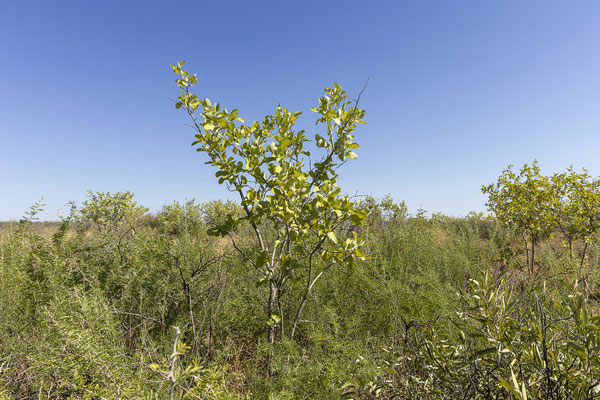 13.03. Kalahari Apple-leaf (Lonchocarpus/Philenoptera nelsi)