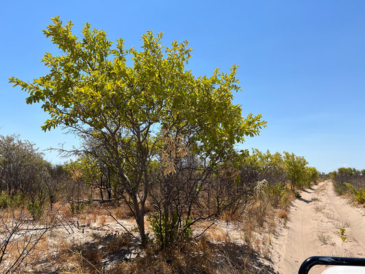 ... ist es nicht mehr sehr weit bis zu unserer heutigen Campsite.