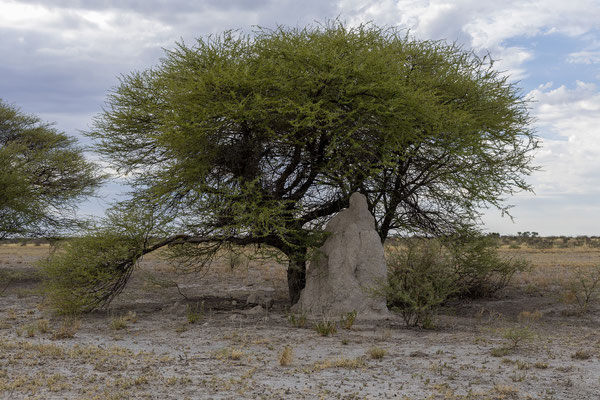 14.03. Nach dieser tollen Sichtung laufen uns unterwegs nach Lekhubu noch 3 weitere Honigdachse über den Weg.