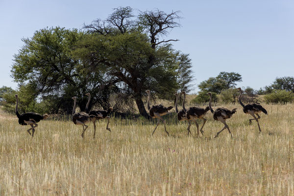 09.03. Strauß (Struthio camelus)