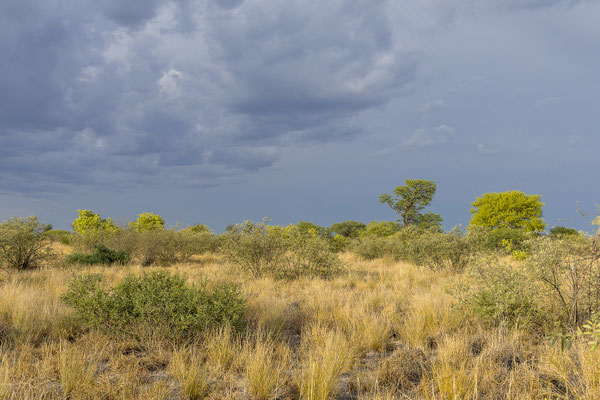 16.03. Morning Drive