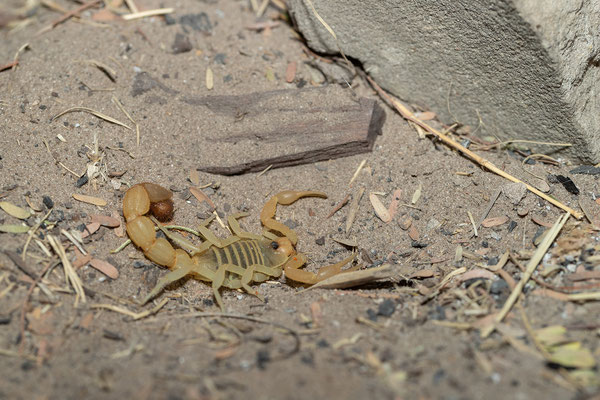 05.10. Boteti River Camp: heute Abend gibt es Nudeln. Dabei erhalten wir Besuch von einem Skorpion, dem ersten auf der Reise (Patabuthus sp.).