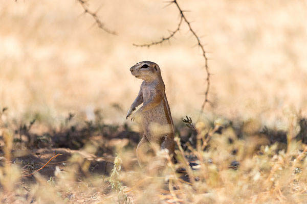 04.03. Weiter gehts den Auob entlang nach Süden: Erdhörnchen (Xerus inauris)