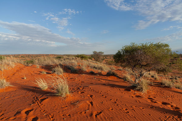 21.02. Bagatelle Kalahari Game Ranch: wir spazieren in die Dünen neben unserer Campsite