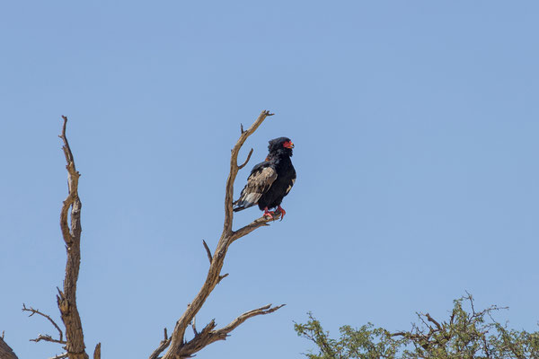 06.03. Bateleur (Therathopius ecaudatus)
