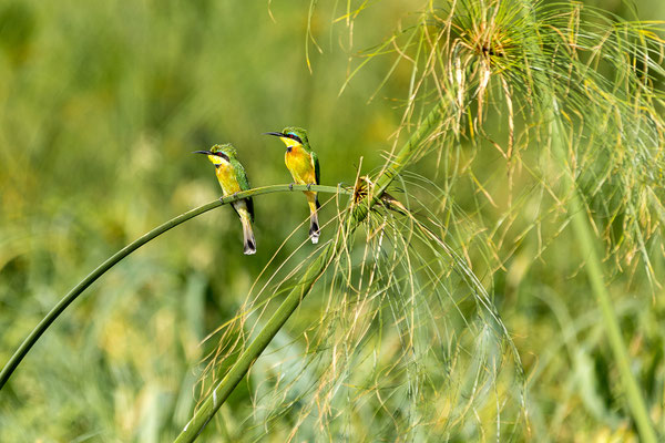 20.03. Evening Cruise: Little bee-eater (Merops pusillus)