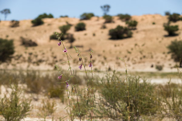 06.03. Wild sesame (Sesamum triphyllum)