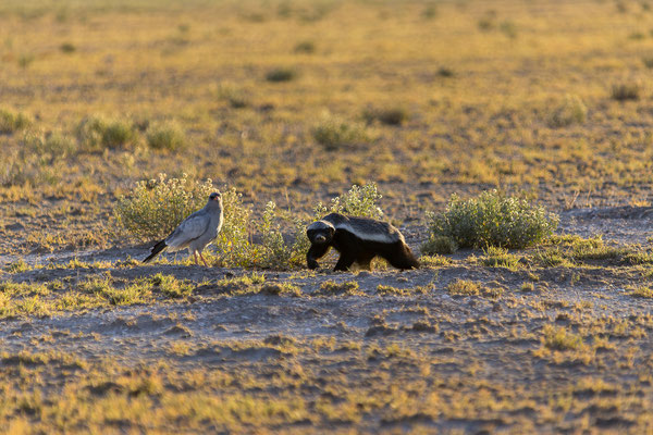 14.03. Morning Drive: jetzt folgt DAS Highlight unserer bisherigen Afrika Reisen, ein Honigdachs (Mellivora capensis) auf der Jagd nach einer Kapkobra (Naja nivea).