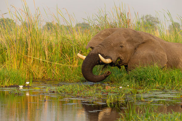 9.10. Moremi GR - Bootstour ab 3rd Bridge: Elefant (Loxodonta africana)