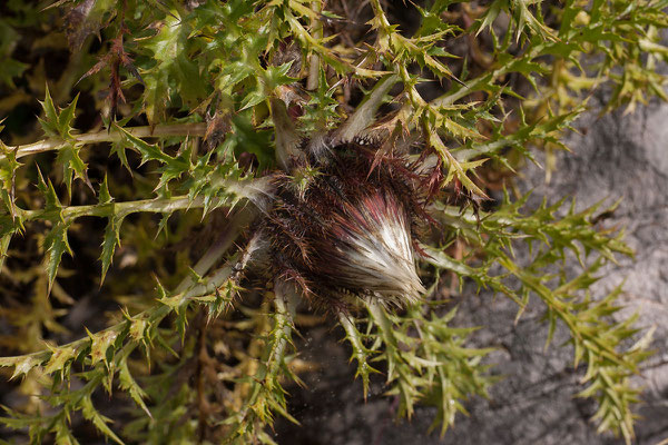 10.9. Durmitor Nationalpark, Eberwurz (Carlina acaulis)