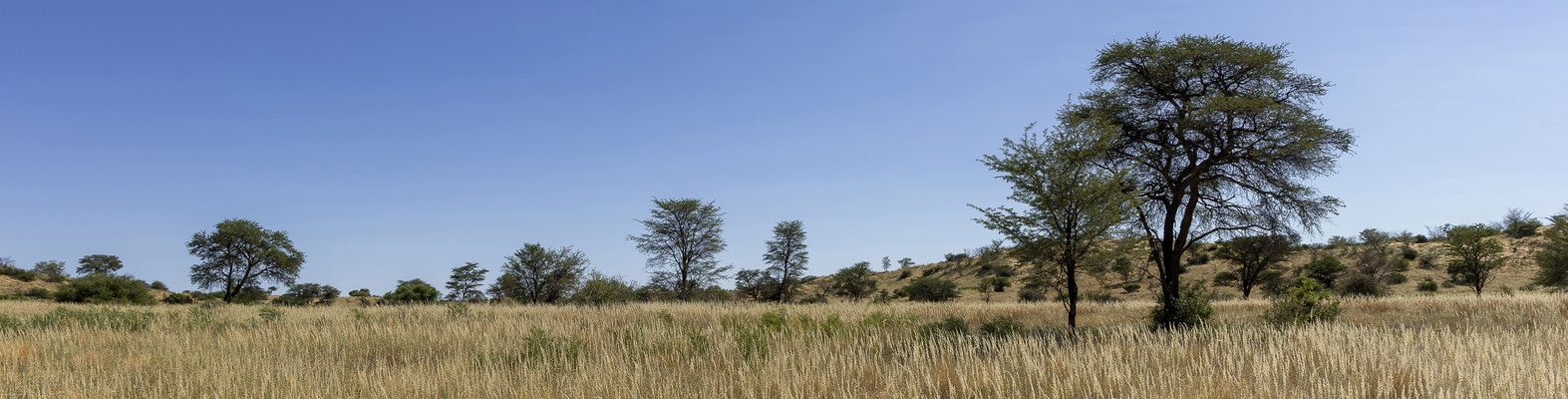 09.03. Nossob - Mabua