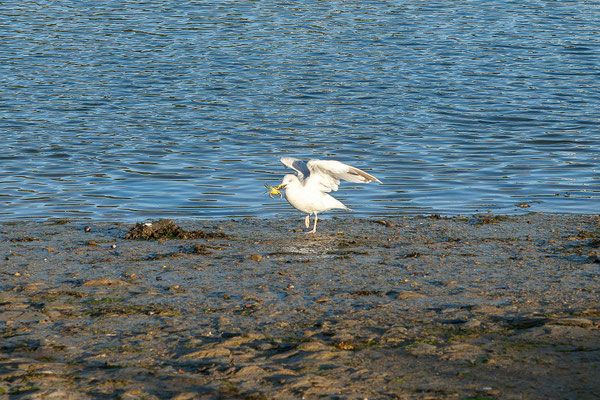 Der Port de Bélon ist vom Campingplatz durch einen kurzen Spaziergang zu erreichen