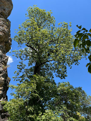 19.03. Tsodilo Hills: Baobab (Adansonia digitata) 