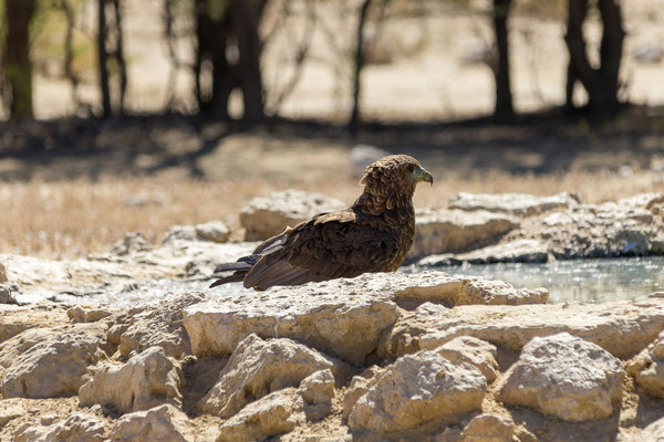 06.03. Auf dem Weg von Nossob nach Polentswa treffen wir auf Bateleure (Therathopius ecaudatus). Tolle Vögel!