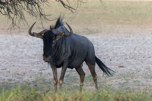 03.03. Gnu (Connochaetes taurinus)