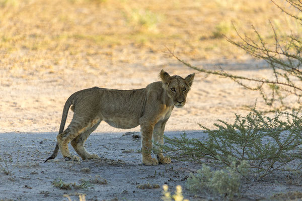 15.03. Morning Drive: Löwen (Panthera leo)