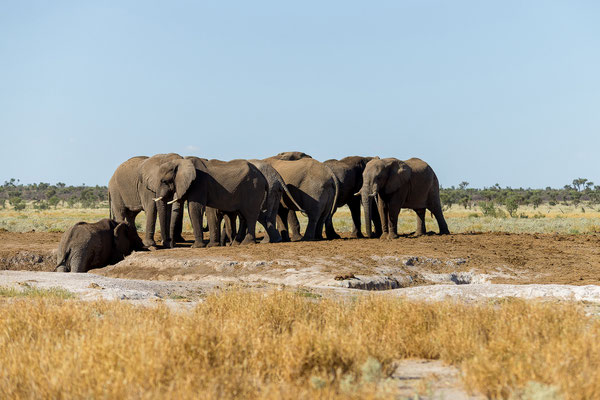 12.03. Kurz vor dem Xade Gate treffen wir auf eine große Elefantenherde (Loxodonta africana).