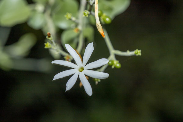 23.03. Hakusembe River Lodge, Campsite #4